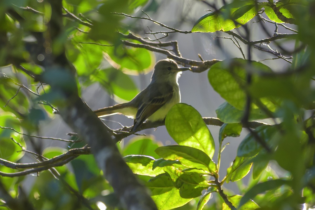 Lesser Antillean Flycatcher - ML647477691