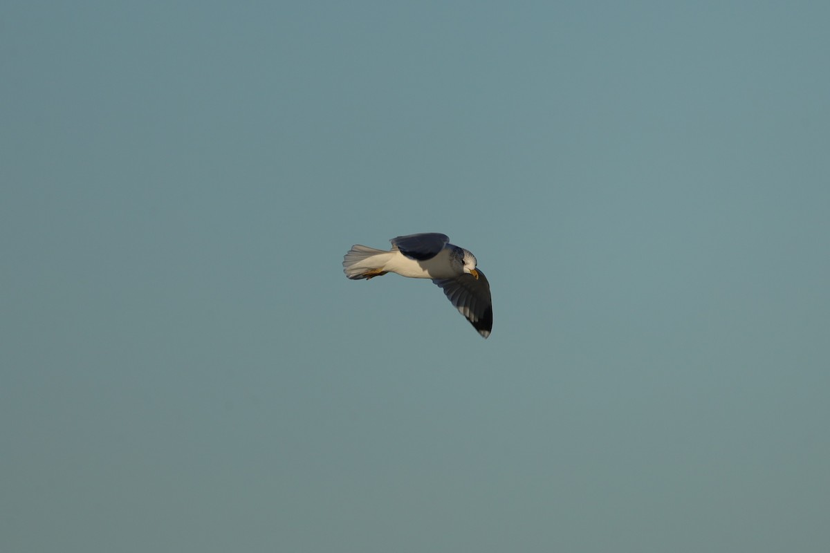 Common Gull - ML647477692