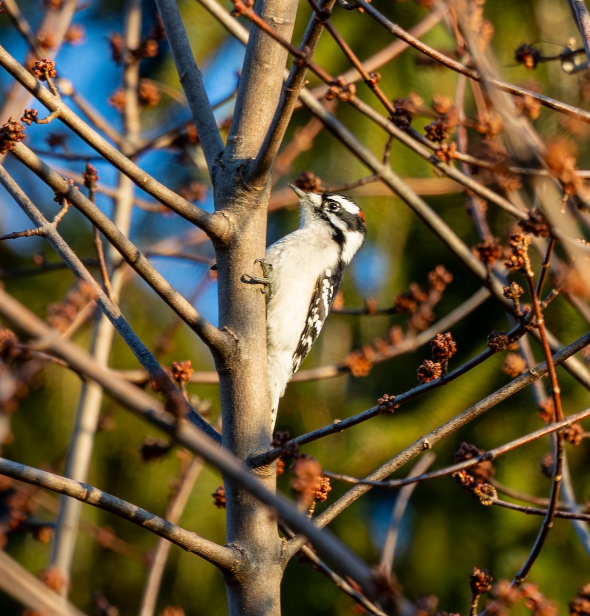 Downy Woodpecker - ML647477694