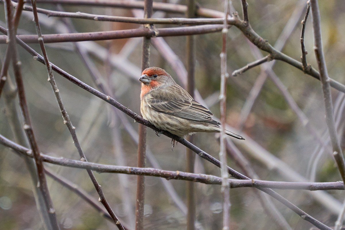 House Finch - ML647477695