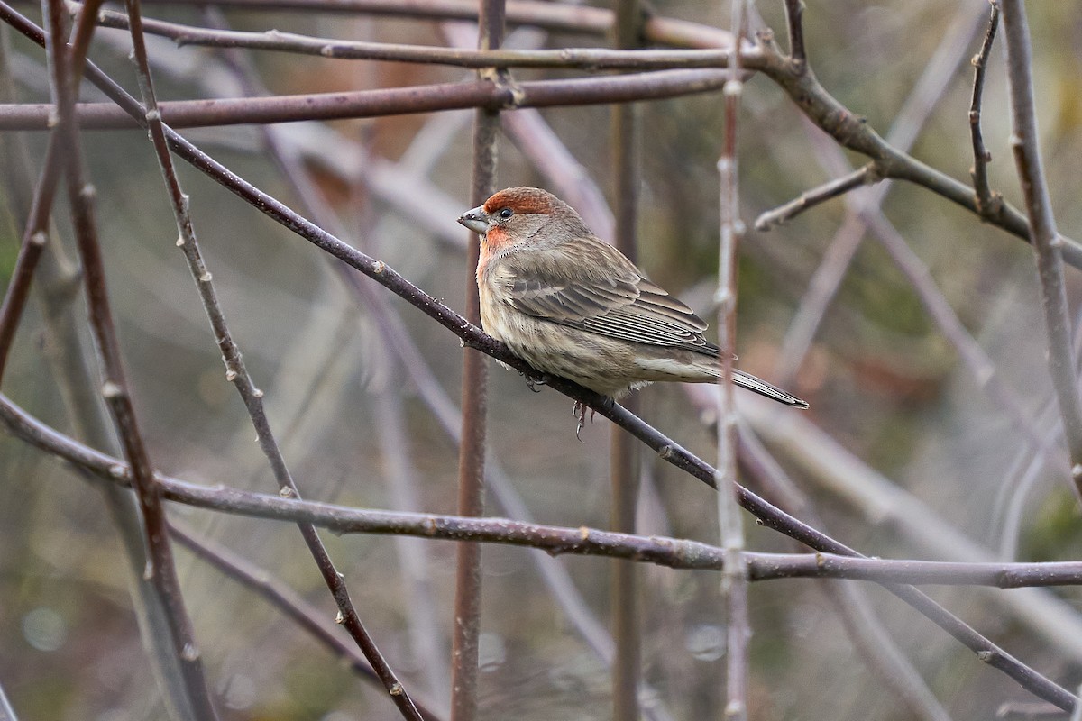 House Finch - ML647477696
