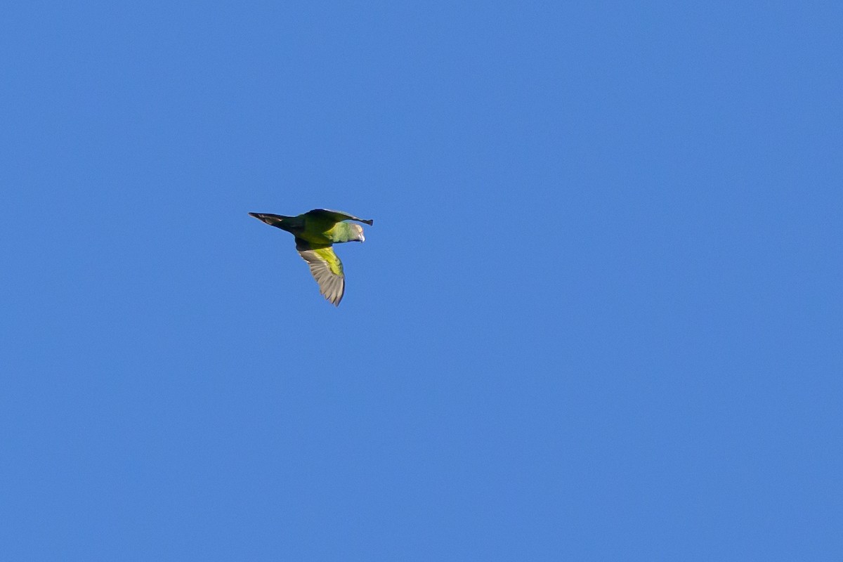 Dusky-headed Parakeet - ML647477699