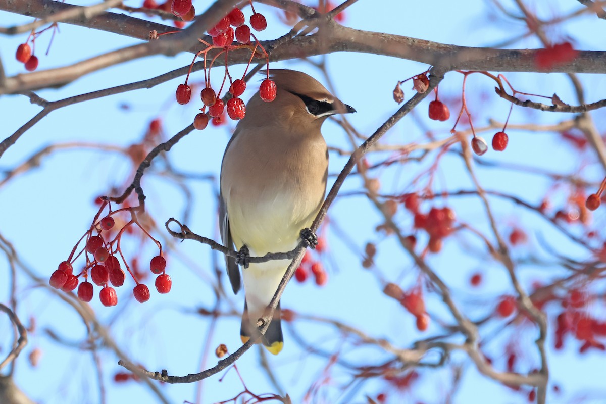 Cedar Waxwing - ML647477709