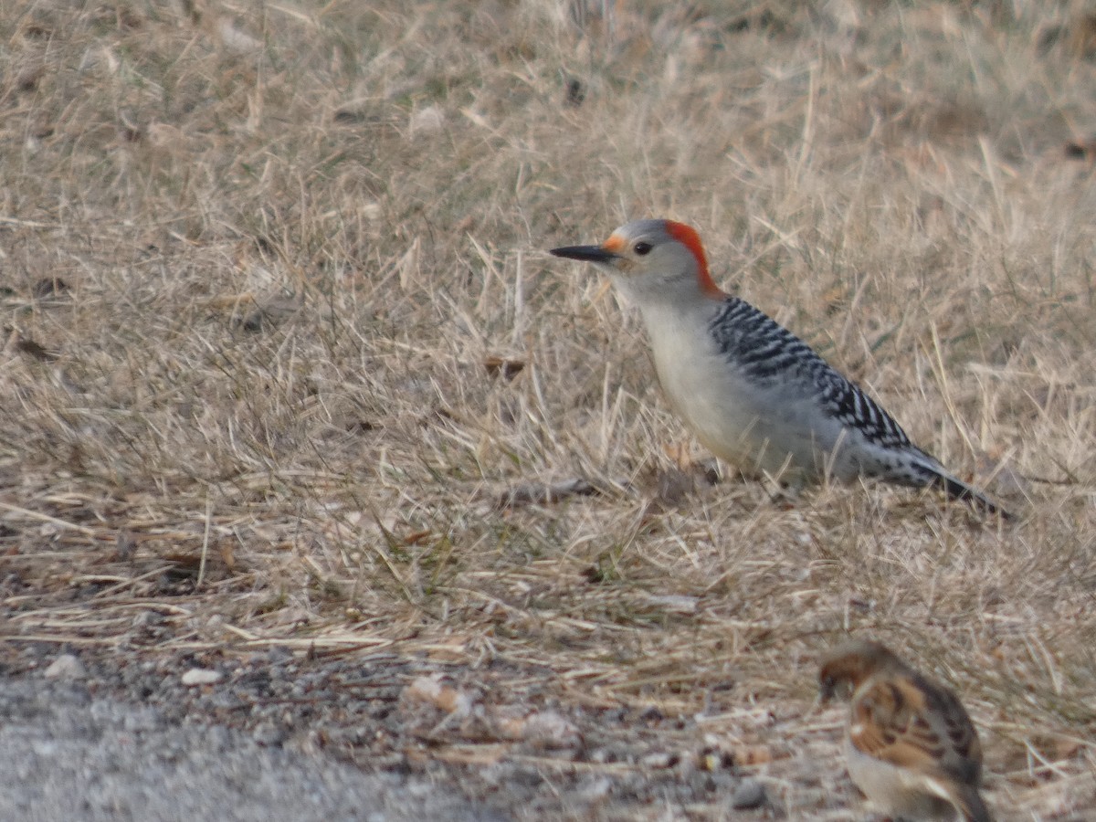 Red-bellied Woodpecker - ML647477710