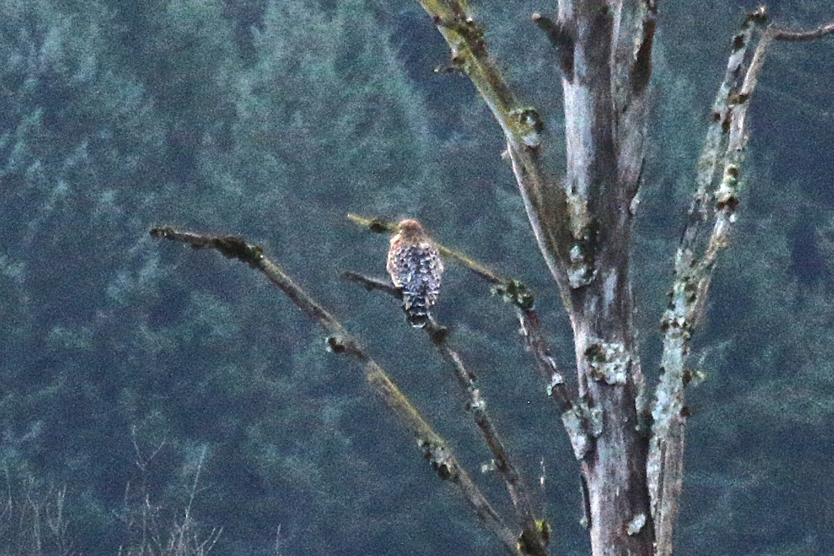 Red-shouldered Hawk - ML647477711