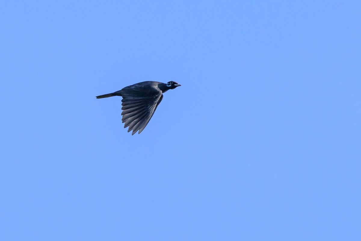 Bare-necked Fruitcrow - ML647477714