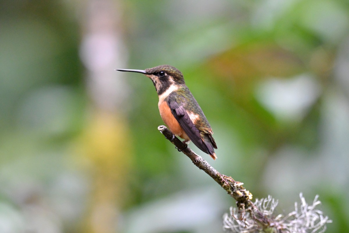 Purple-throated Woodstar - ML647477718