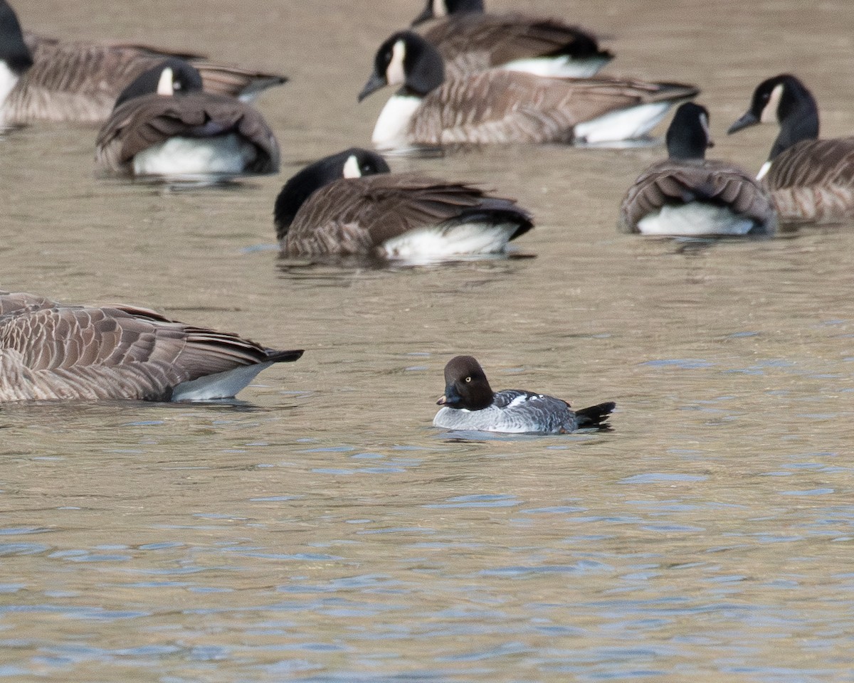 Common Goldeneye - ML647477719