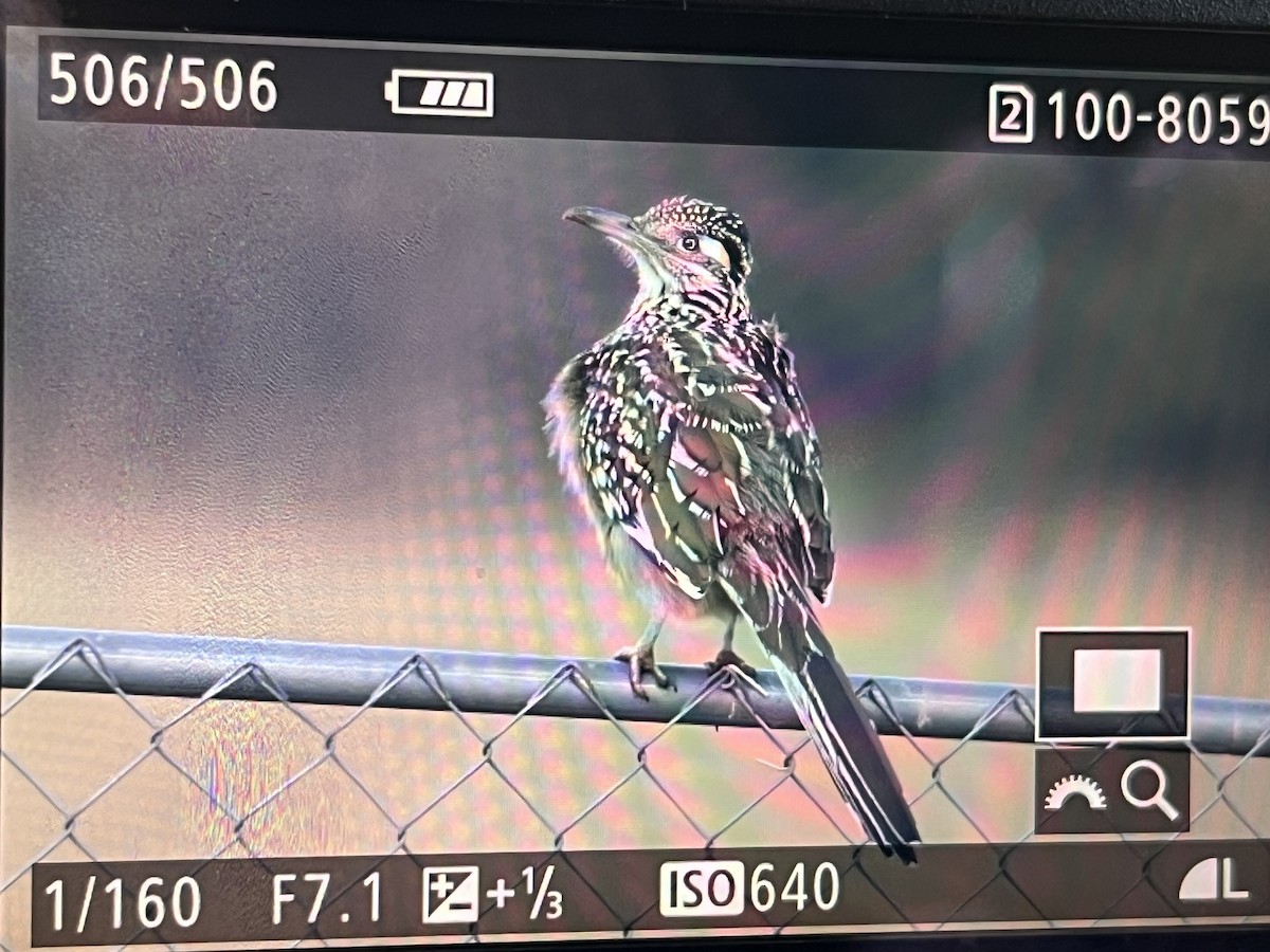 Greater Roadrunner - ML647477720