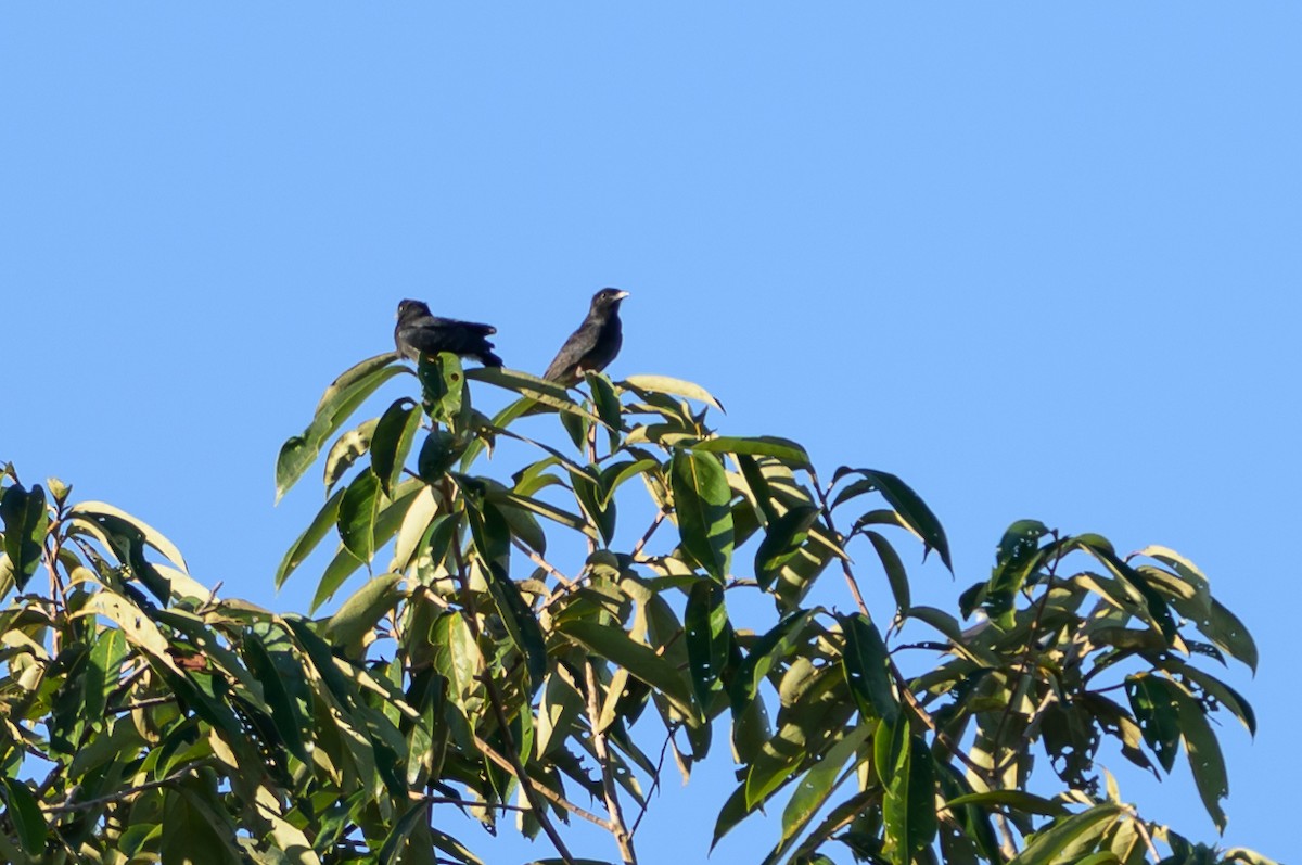 Swallow-winged Puffbird - ML647477723