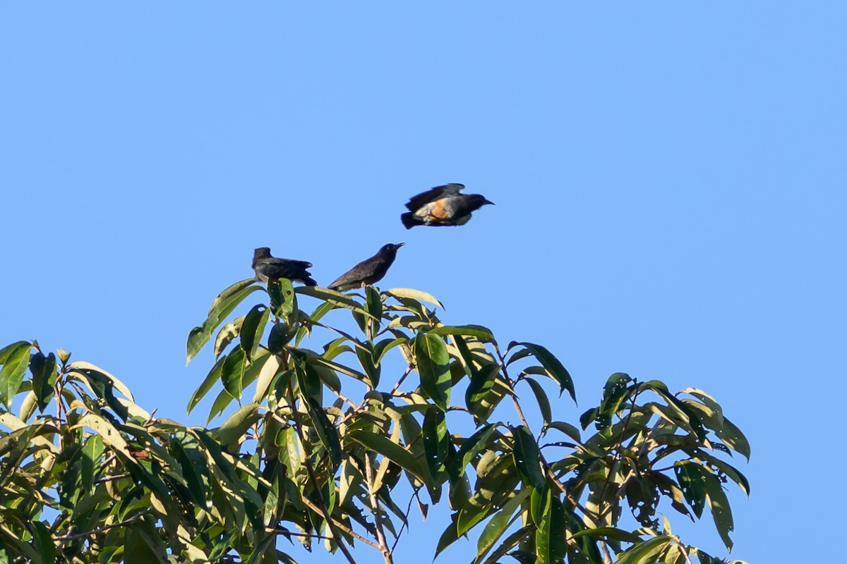 Swallow-winged Puffbird - ML647477724