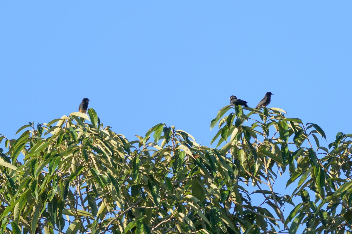 Swallow-winged Puffbird - ML647477725
