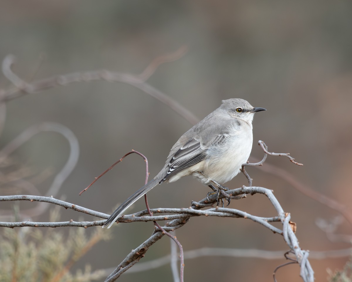 Northern Mockingbird - ML647477726