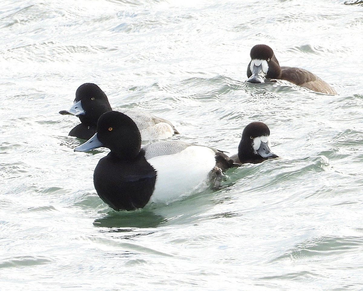 Greater Scaup - ML647477727