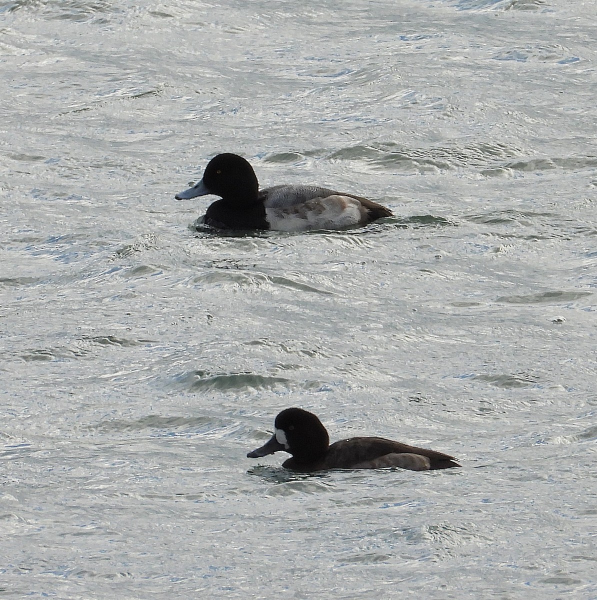 Greater Scaup - ML647477728