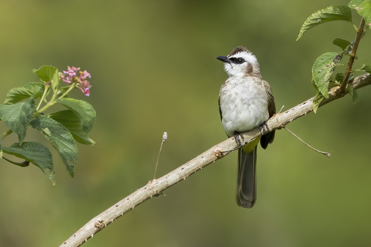 Yellow-vented Bulbul - ML647477746