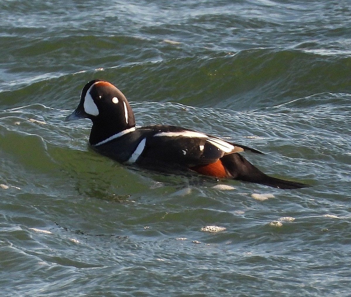 Ahate arlekina - ML647477768