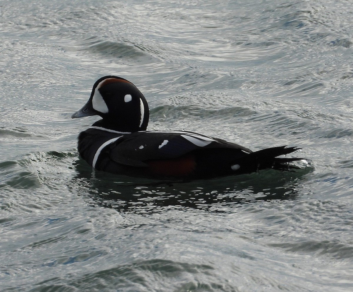 Ahate arlekina - ML647477770