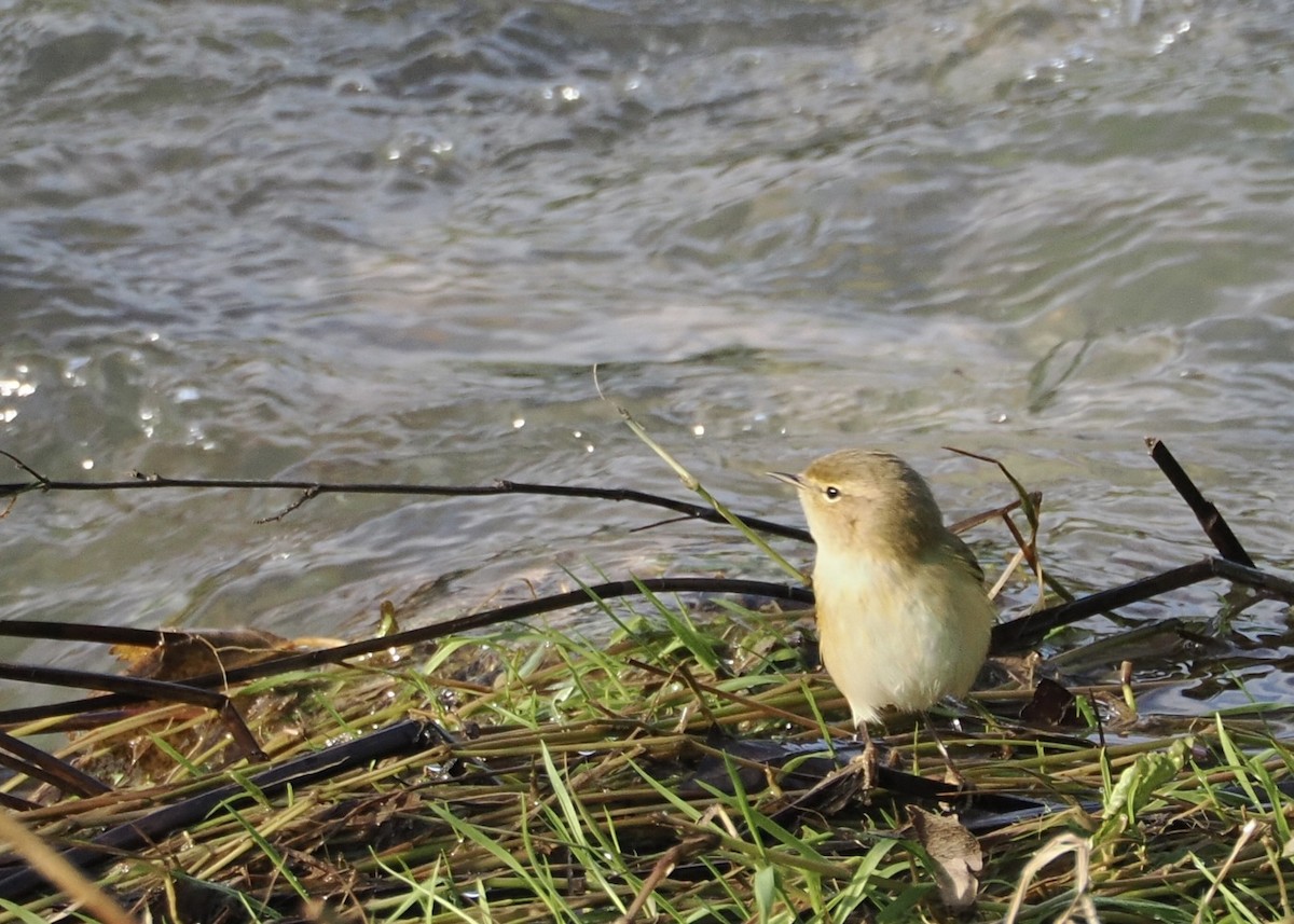 Mosquitero Común - ML647477777