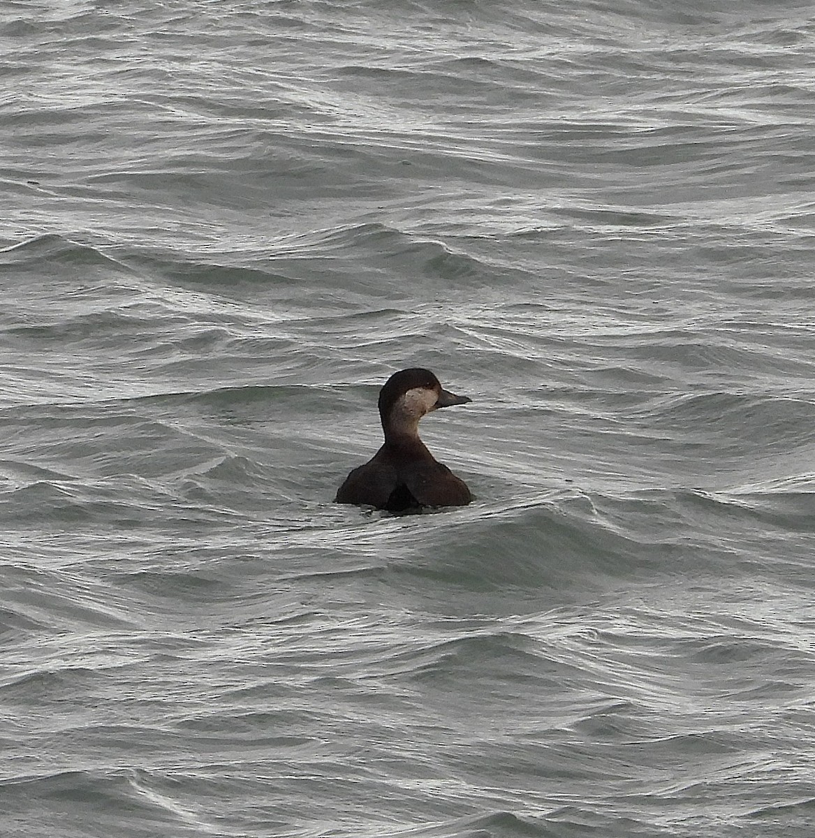 amerikasvartand - ML647477782