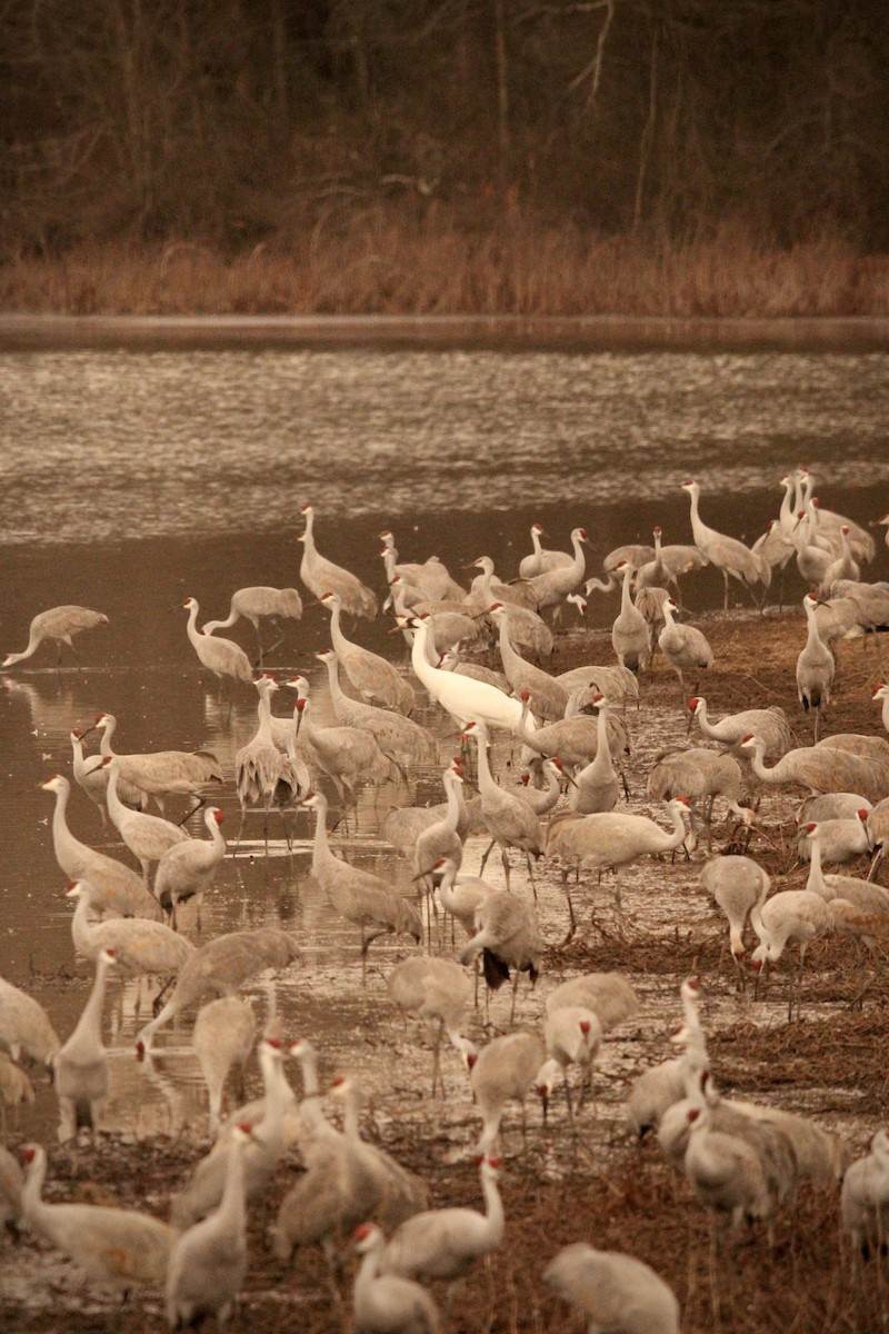 trompettrane - ML647477796