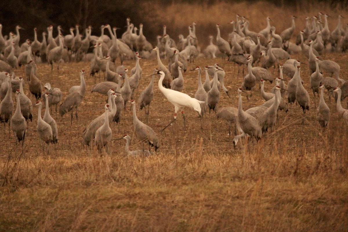 trompettrane - ML647477797