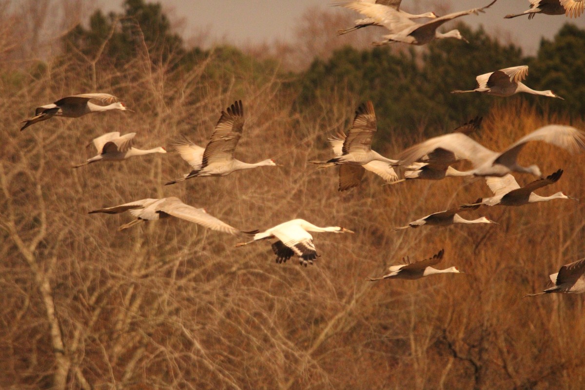 trompettrane - ML647477798