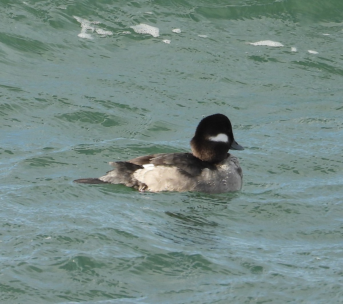 Гоголь-головастик - ML647477800