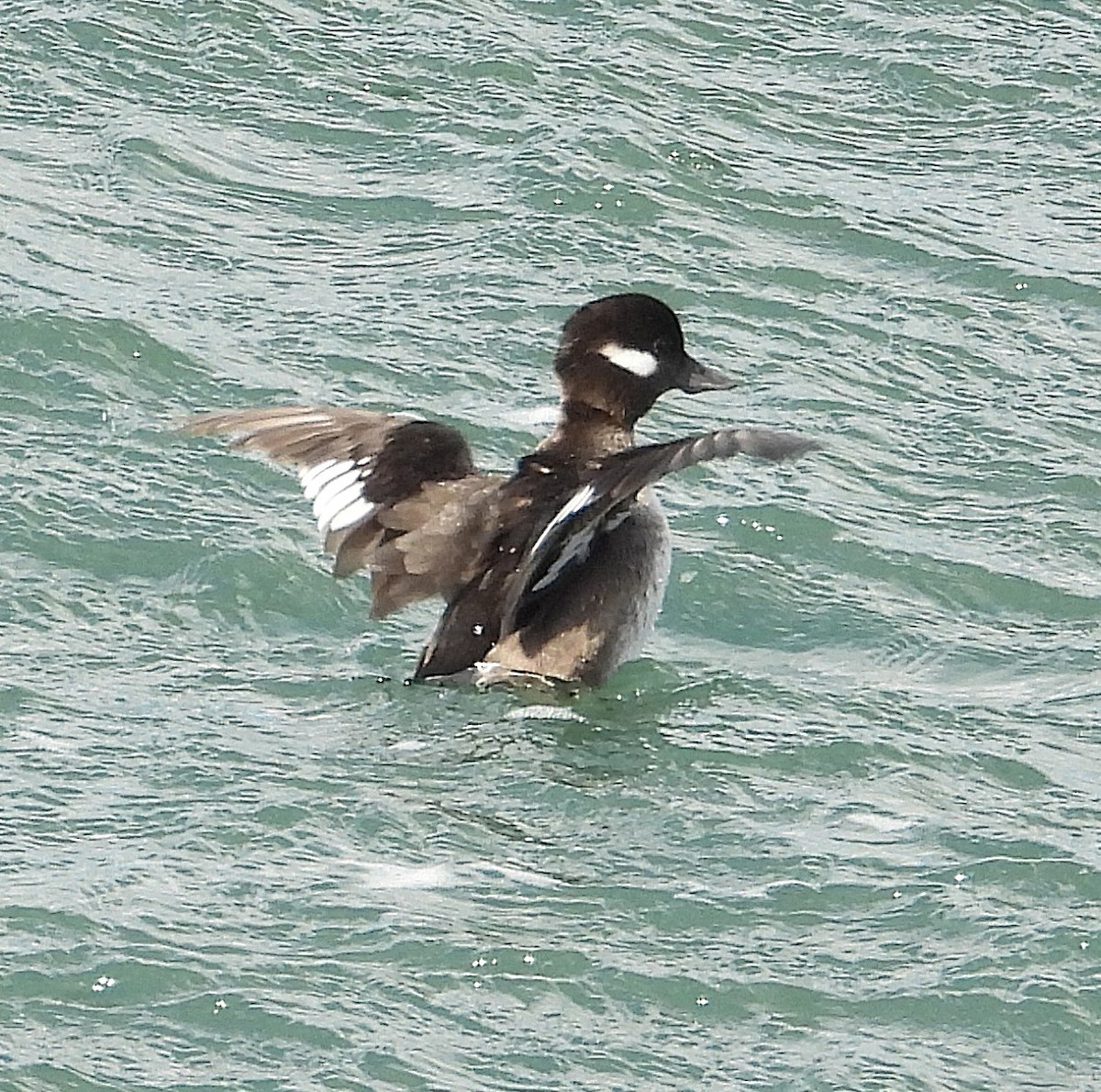 Гоголь-головастик - ML647477801