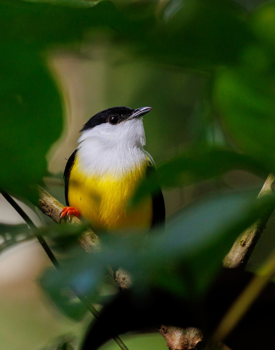 White-collared Manakin - ML647477802