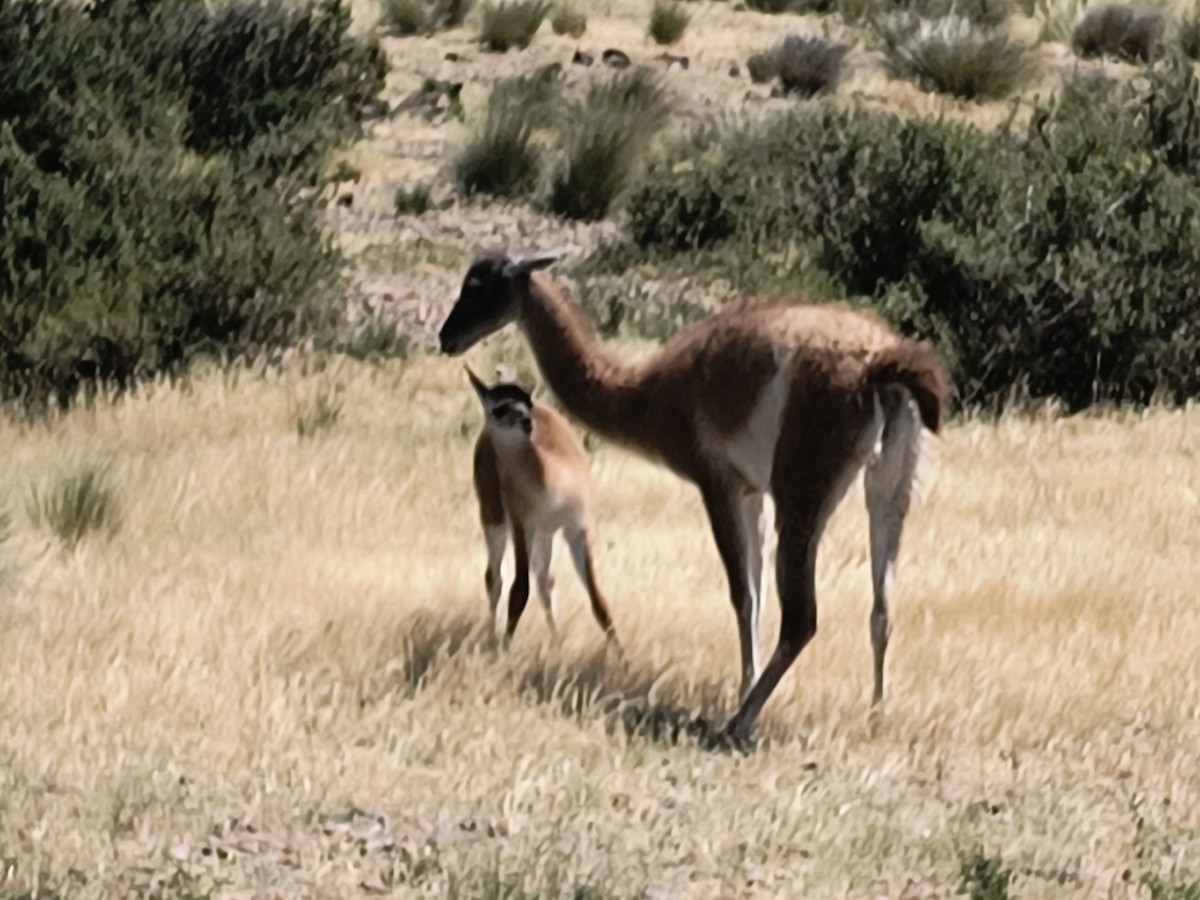 Гуанако - ML647477811