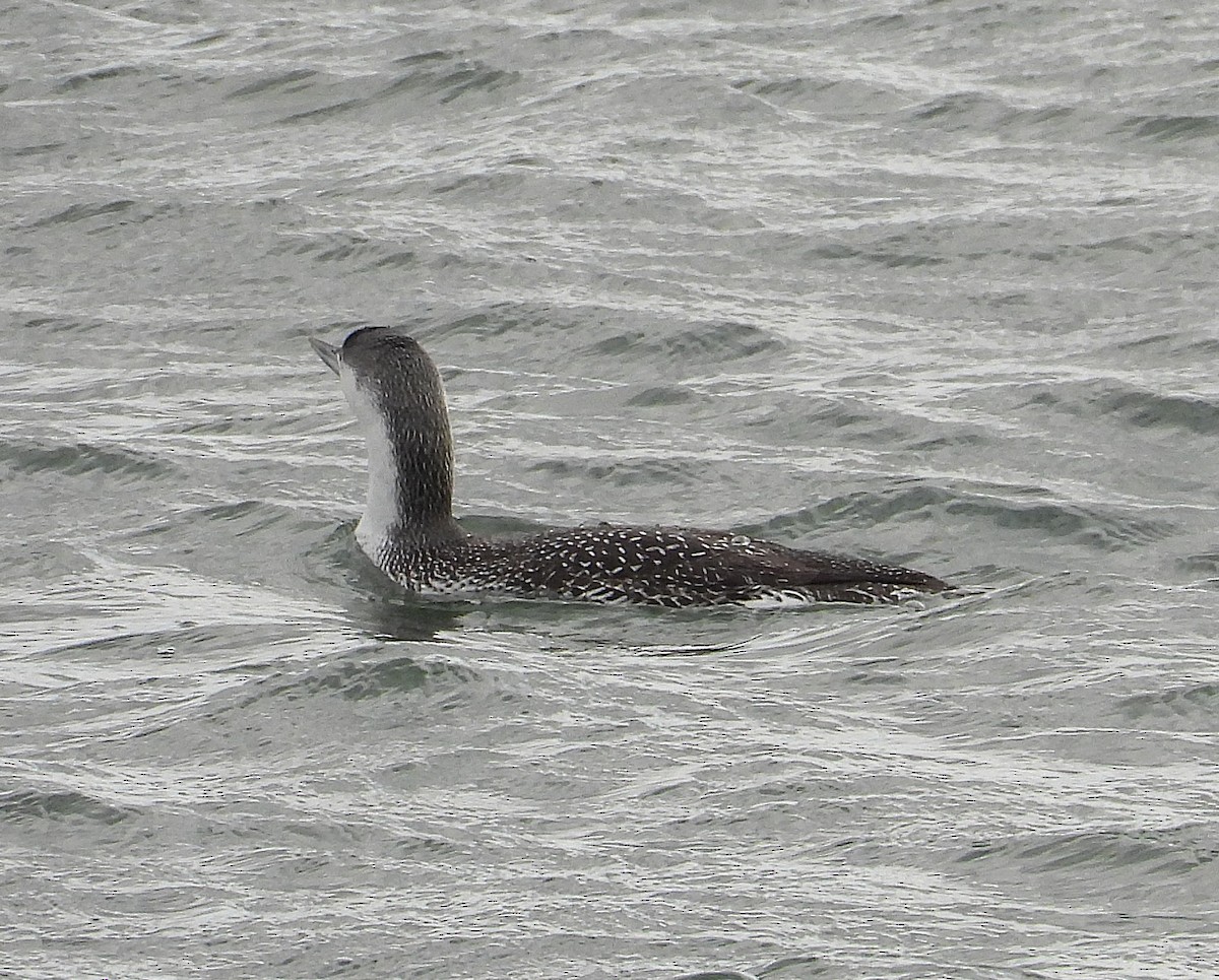 Plongeon catmarin - ML647477818