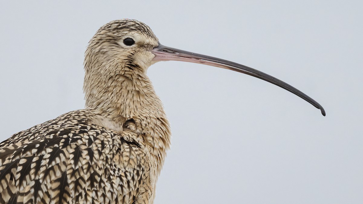 Kurlinta amerikarra - ML647477824