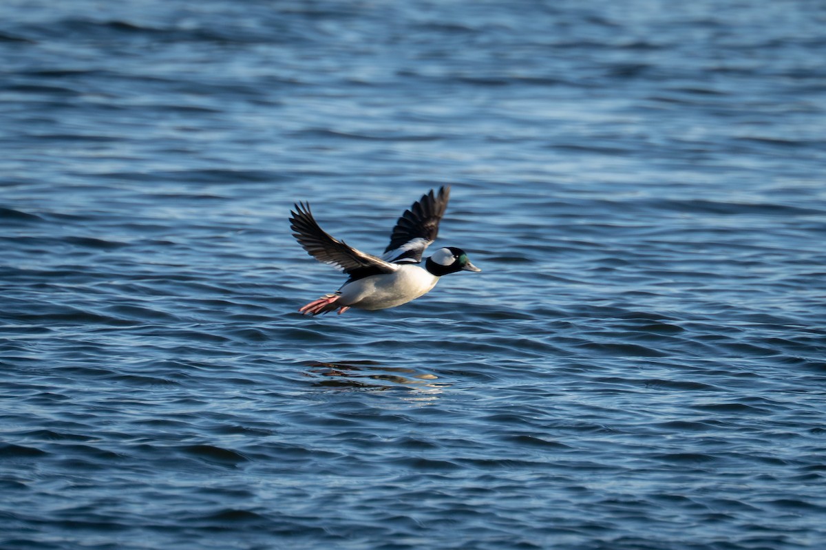 Гоголь-головастик - ML647477825