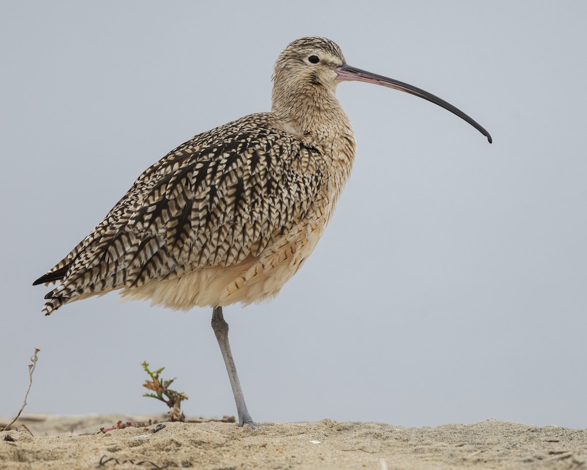 Kurlinta amerikarra - ML647477826