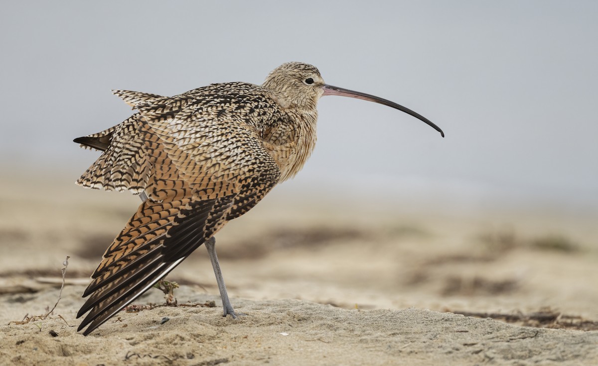 Kurlinta amerikarra - ML647477828