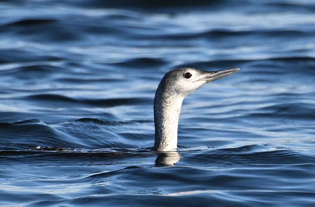 Plongeon catmarin - ML647477858