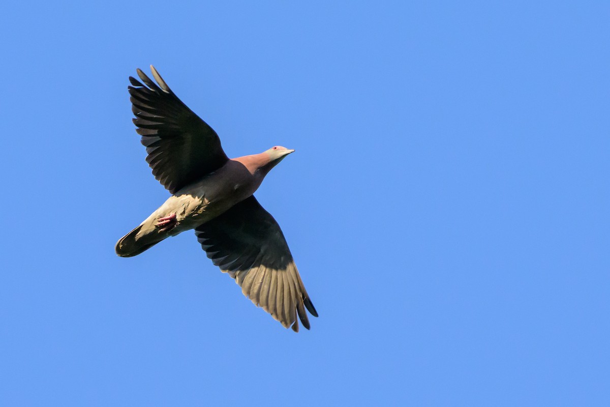 Pale-vented Pigeon - ML647477860