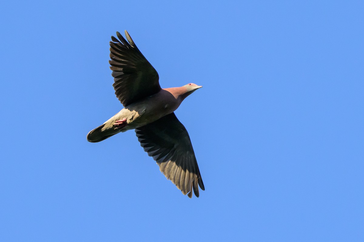 Pale-vented Pigeon - ML647477861