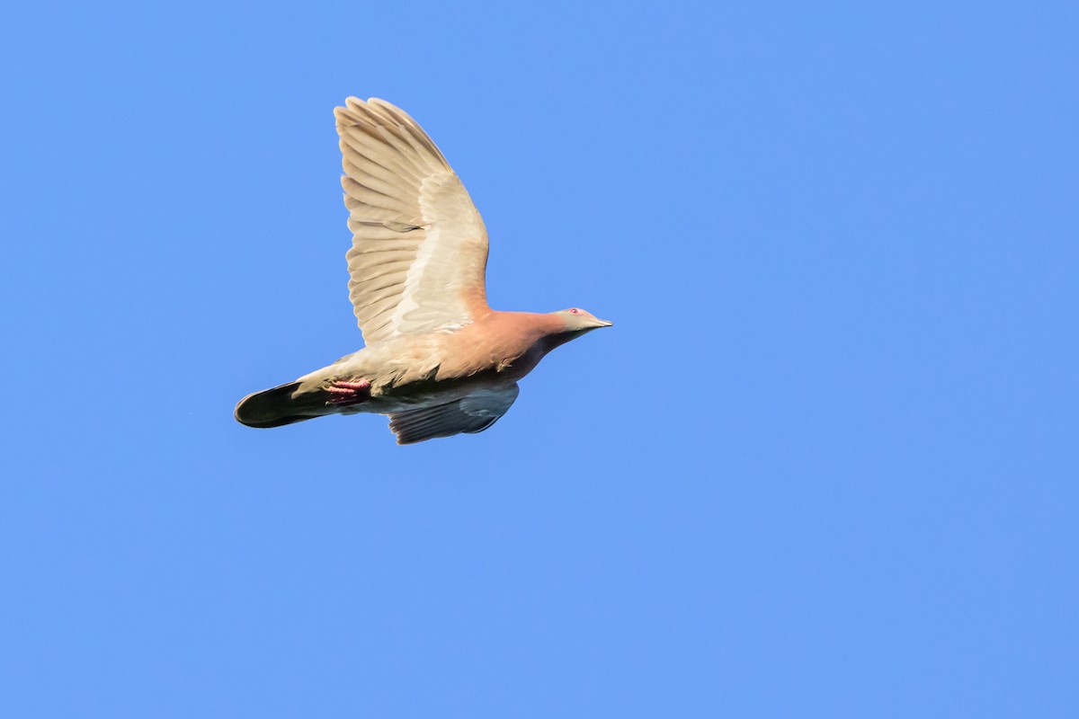 Pale-vented Pigeon - ML647477862
