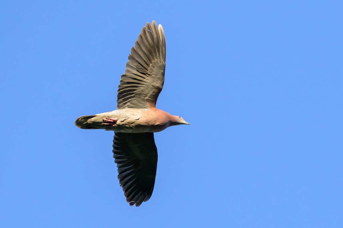 Pale-vented Pigeon - ML647477863