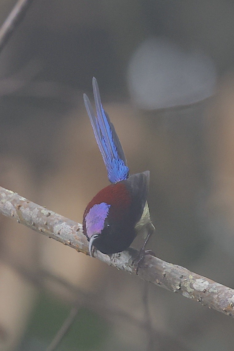 Траурная нектарница - ML647477865