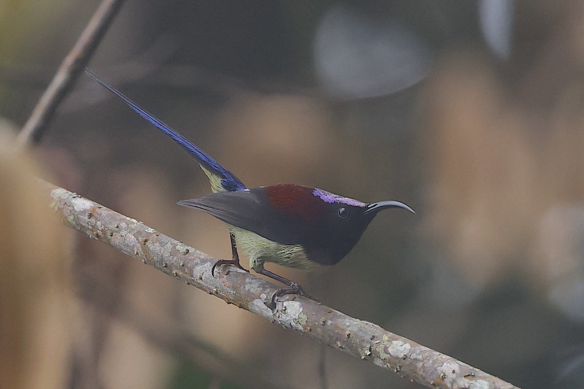 Траурная нектарница - ML647477866