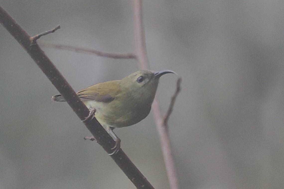 Траурная нектарница - ML647477867