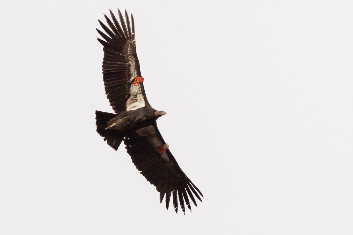 California Condor - ML647477874