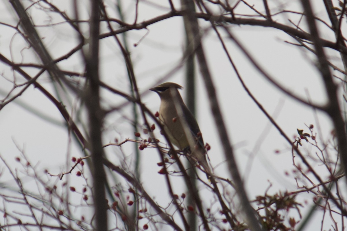Cedar Waxwing - ML647477882