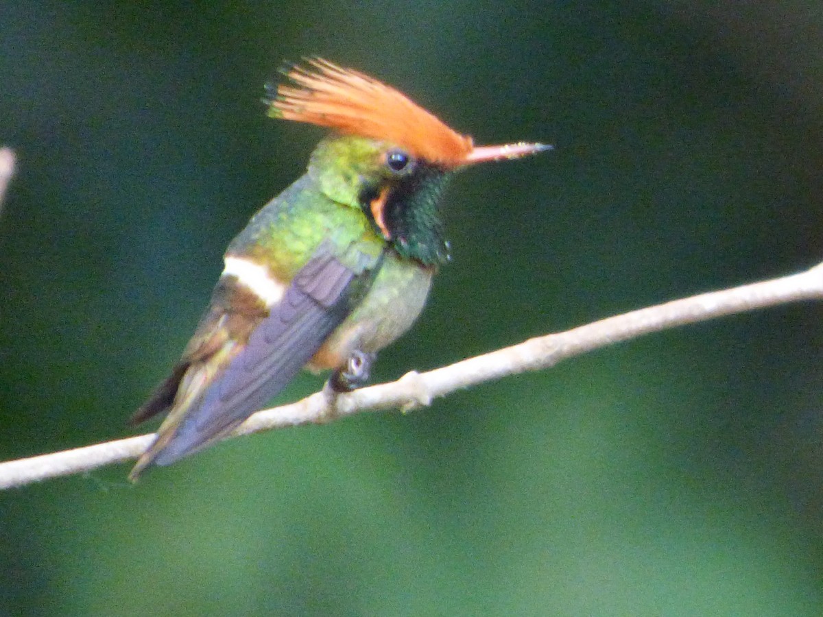 Kızıl Başlıklı Koket - ML647477884