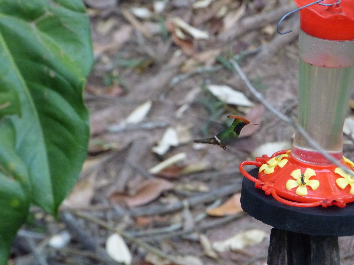 Kızıl Başlıklı Koket - ML647477885