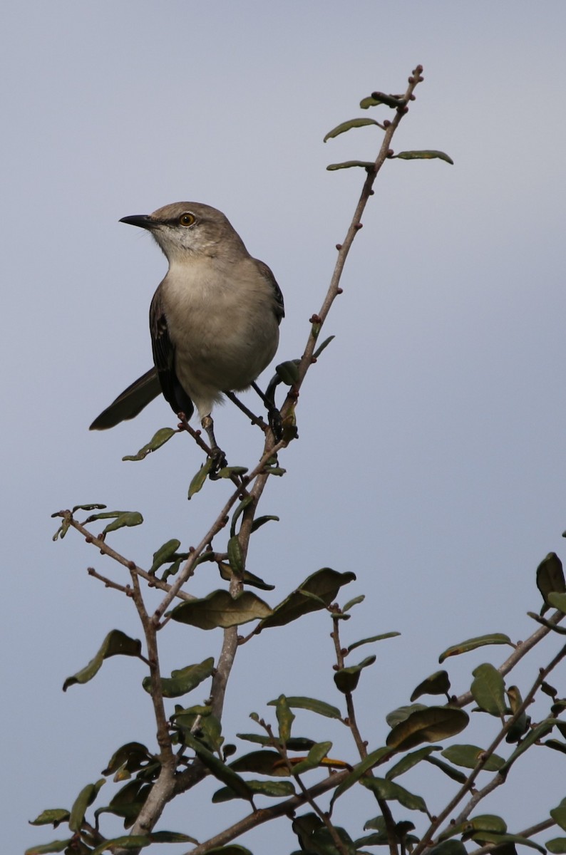 Northern Mockingbird - ML647477896