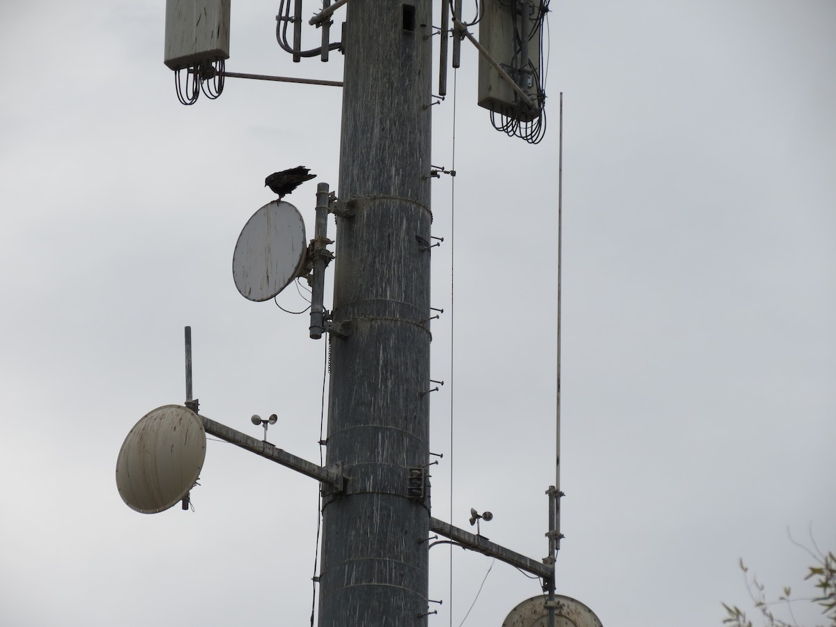 new world vulture sp. - ML647477921